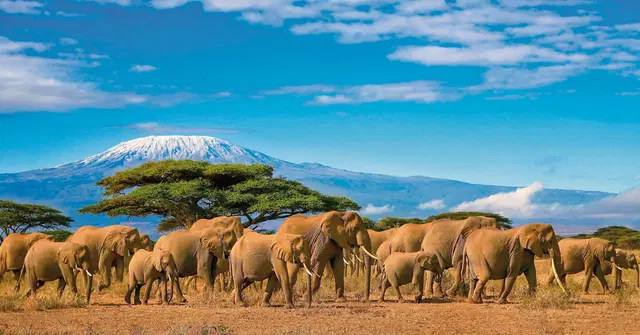 Königreich der Tiere Tiere