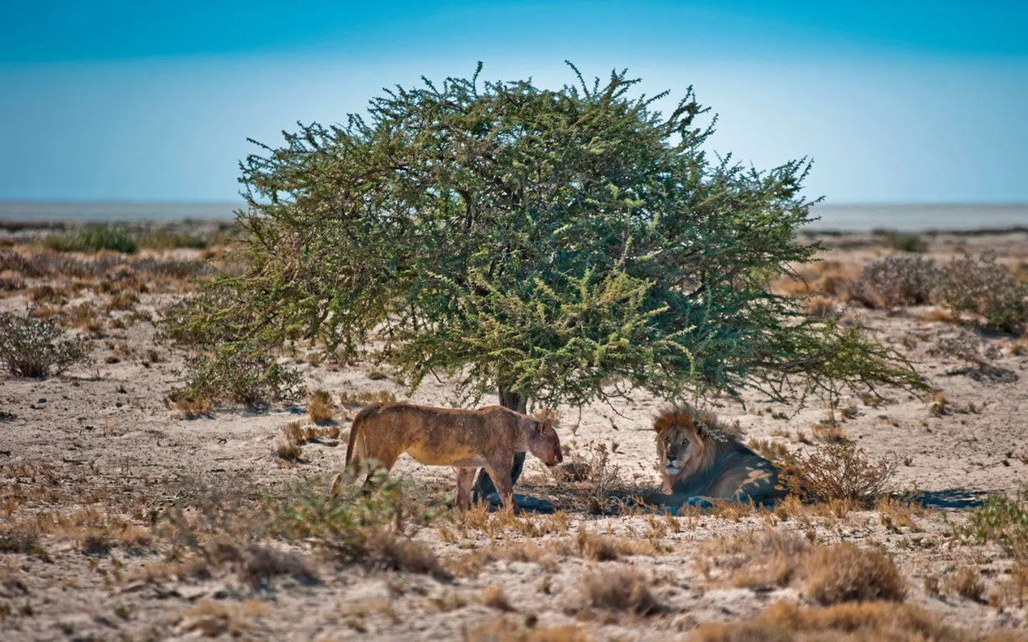 Gondwana Collection: Bilderbuch Namibia Tiere