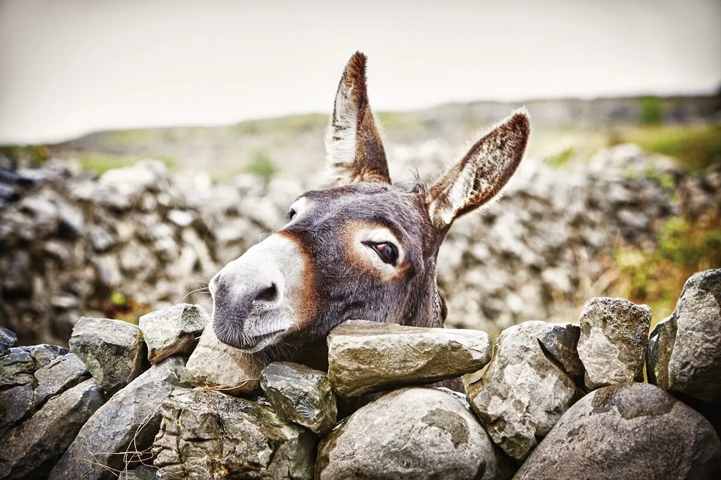 Familienerlebnistour Irland Tiere