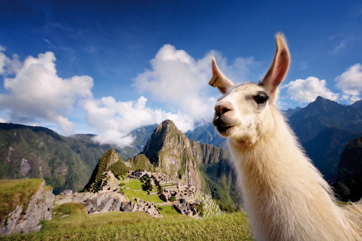 Peru & Bolivien Rundreise Tiere