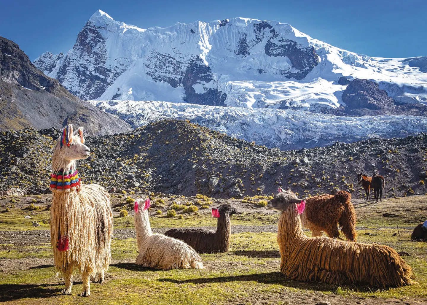 Peru & Bolivien Rundreise Tiere