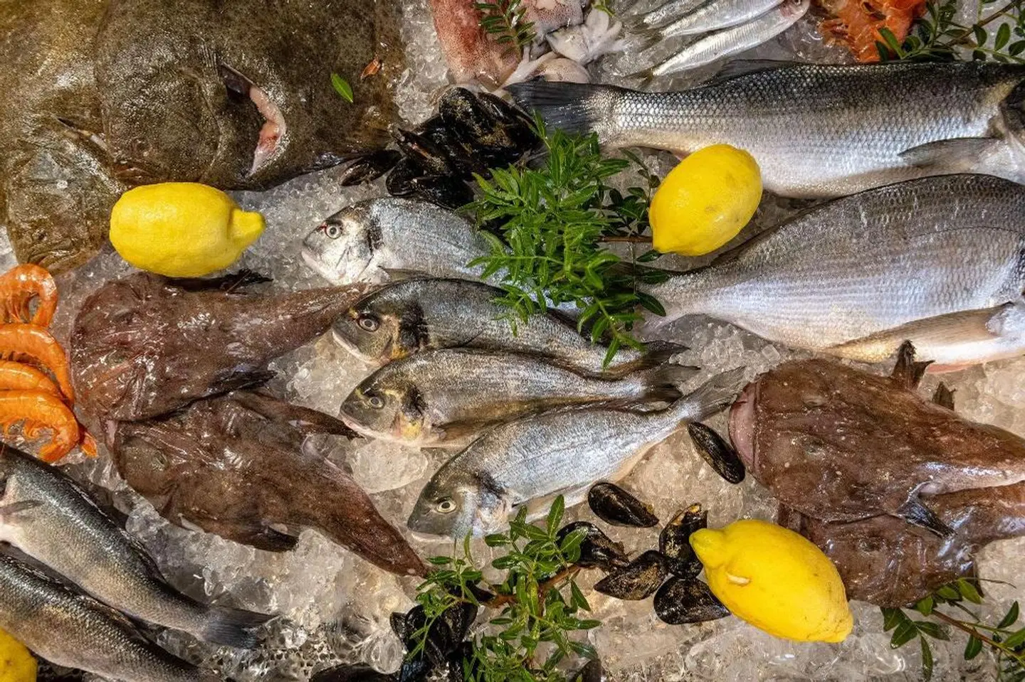 Talaia Plaza Ecoresort Tiere