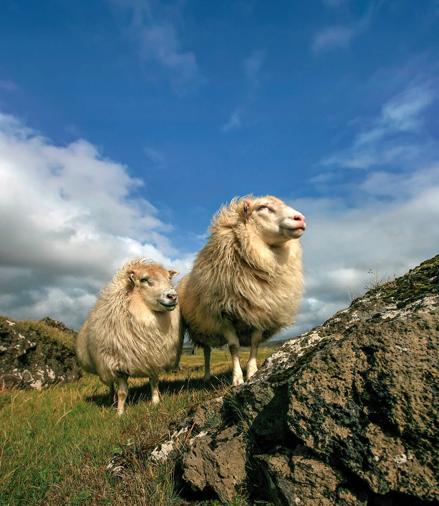 Familienspaß auf Farmen Tiere