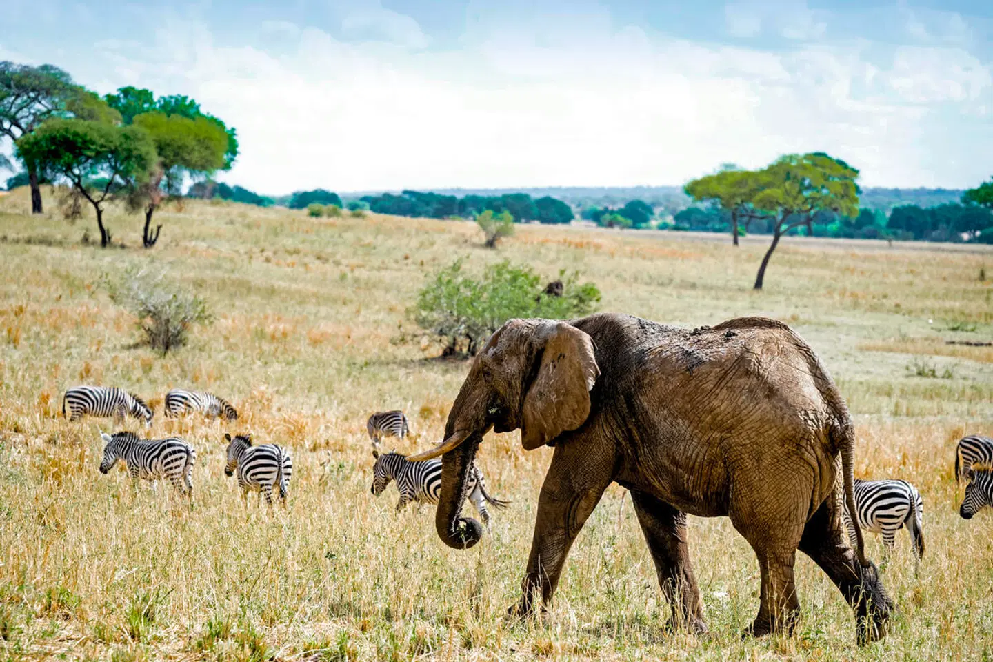 Magie der Savanne - Zwischen Baobabs und Kilimandscharo (7 Nächte) Tiere