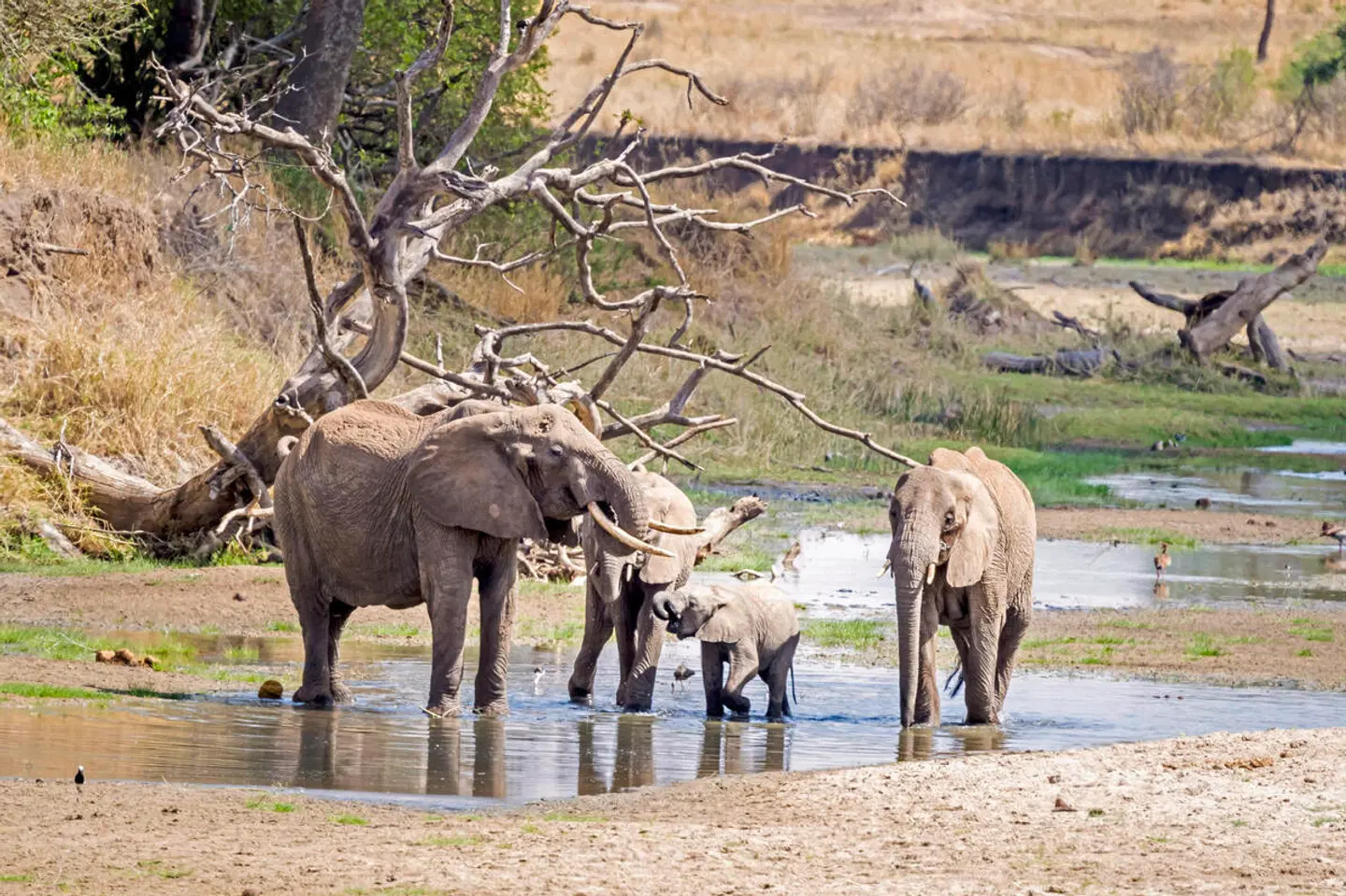 Magie der Savanne - Zwischen Baobabs und Kilimandscharo (7 Nächte) Tiere
