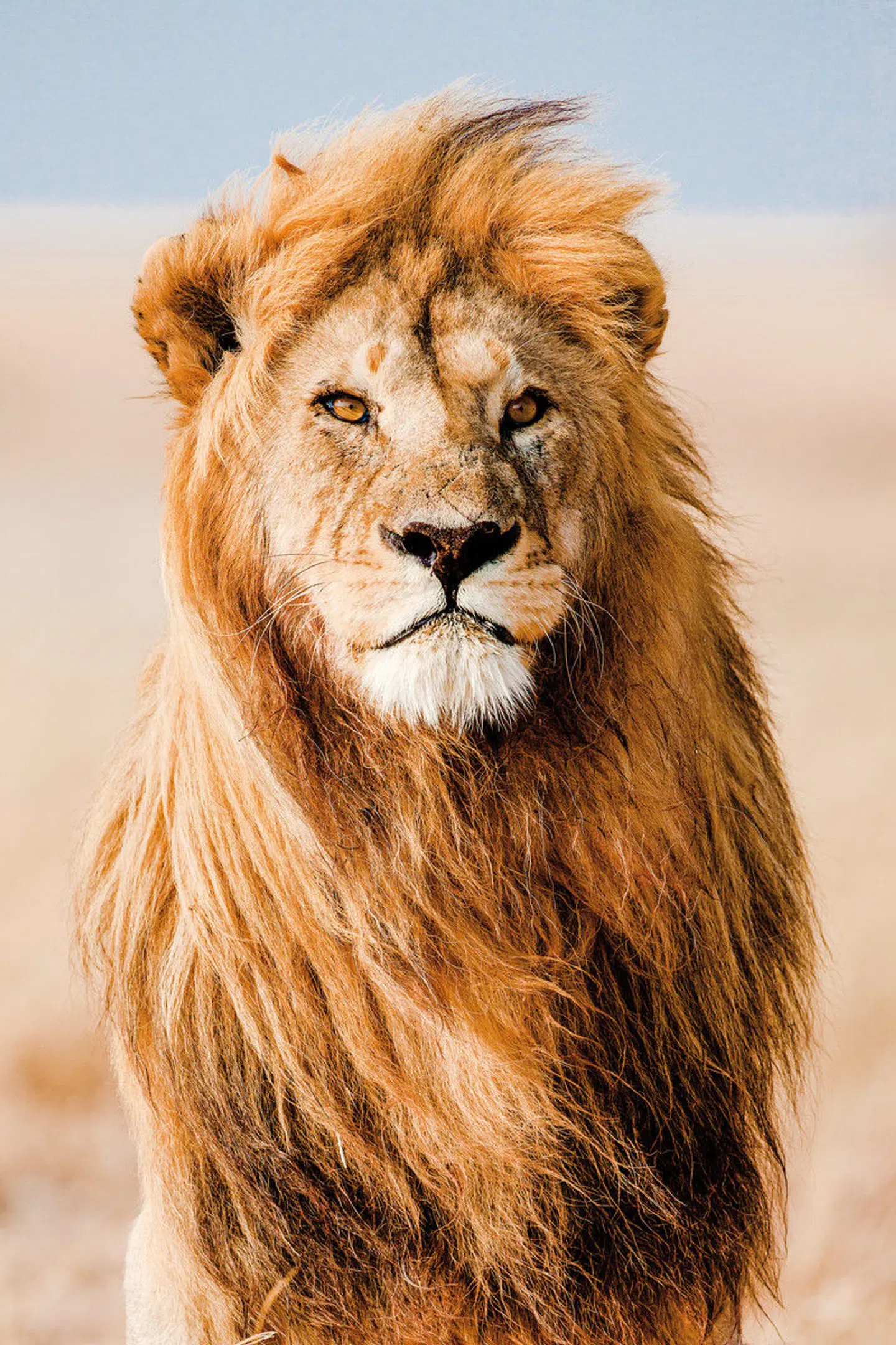 Mpumalanga - Im Reich der wilden Tiere Tiere