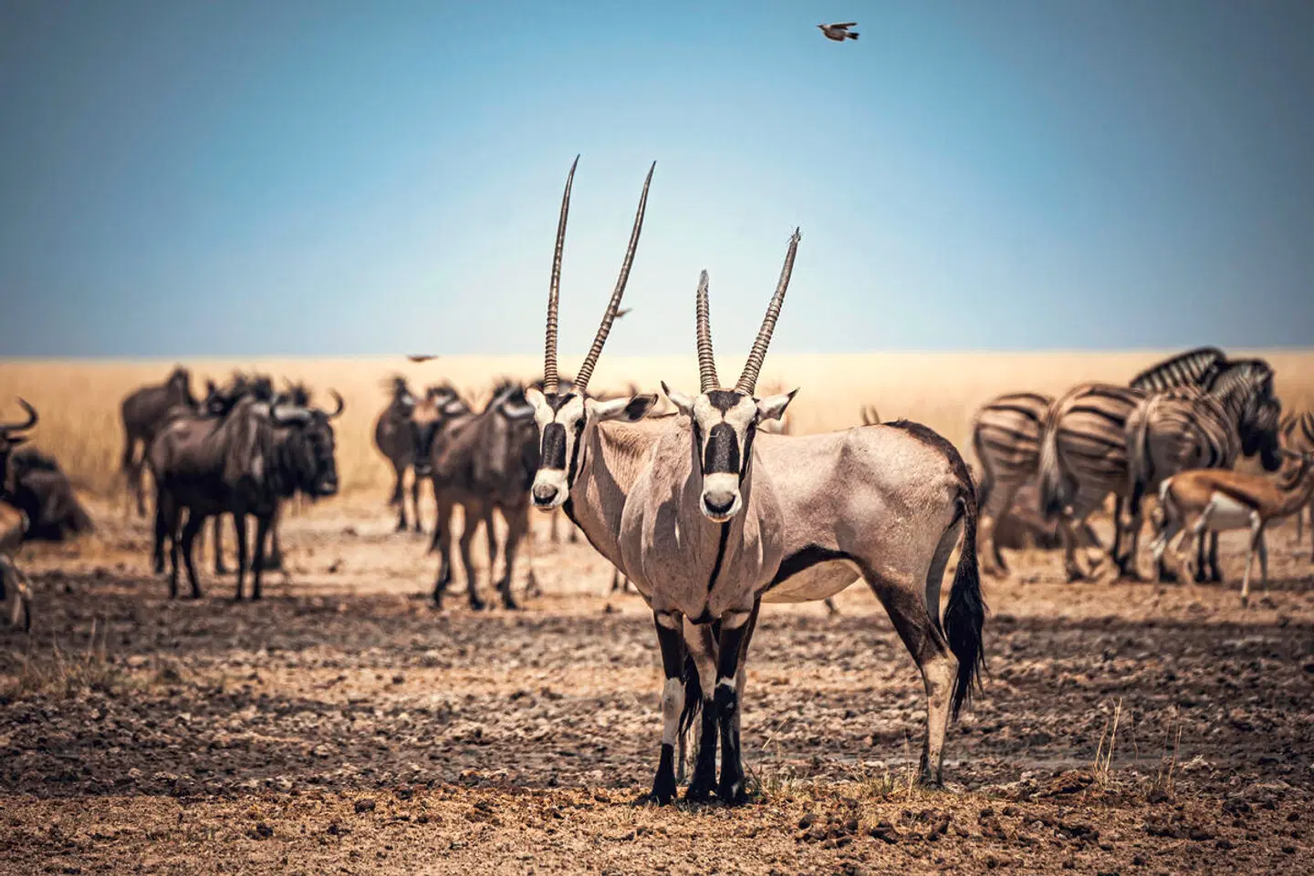 Traumreise Namibia Tiere