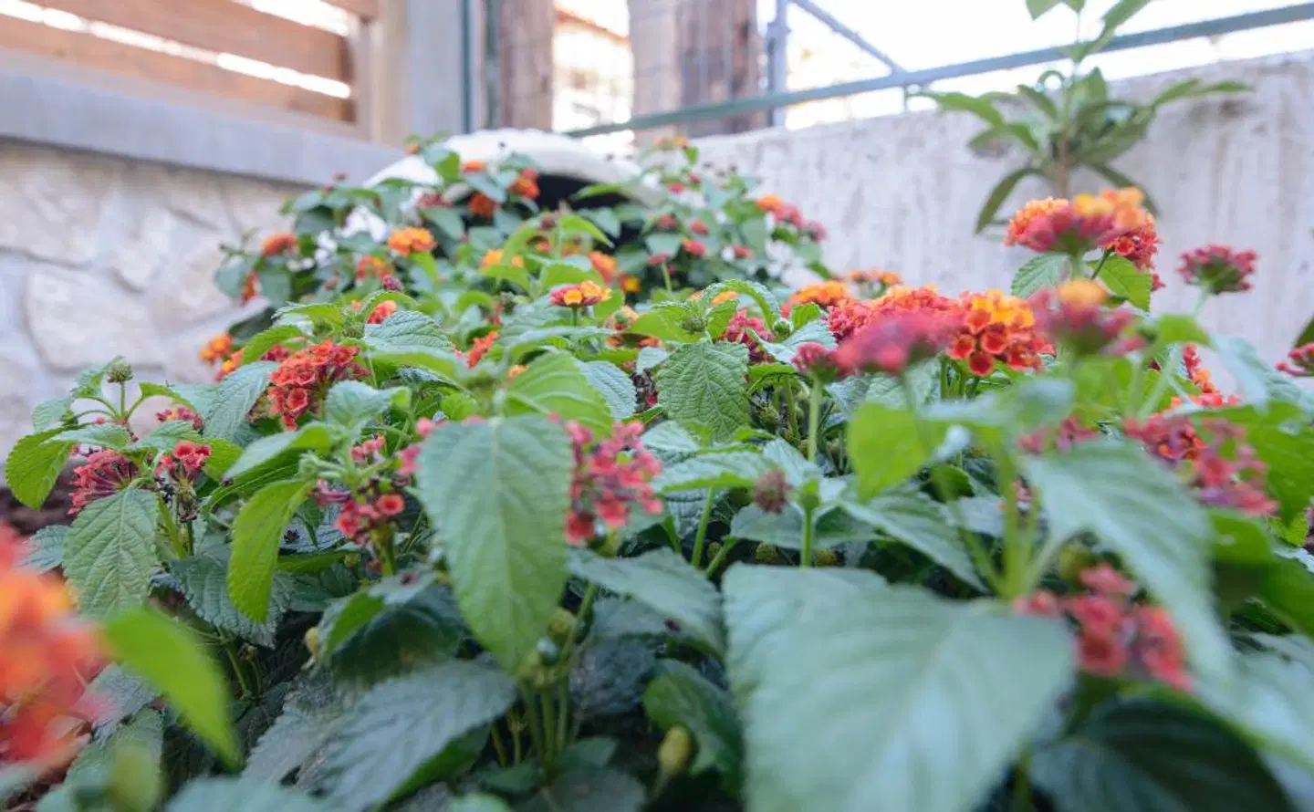 Apanemia by Flegra Hotels Restaurant