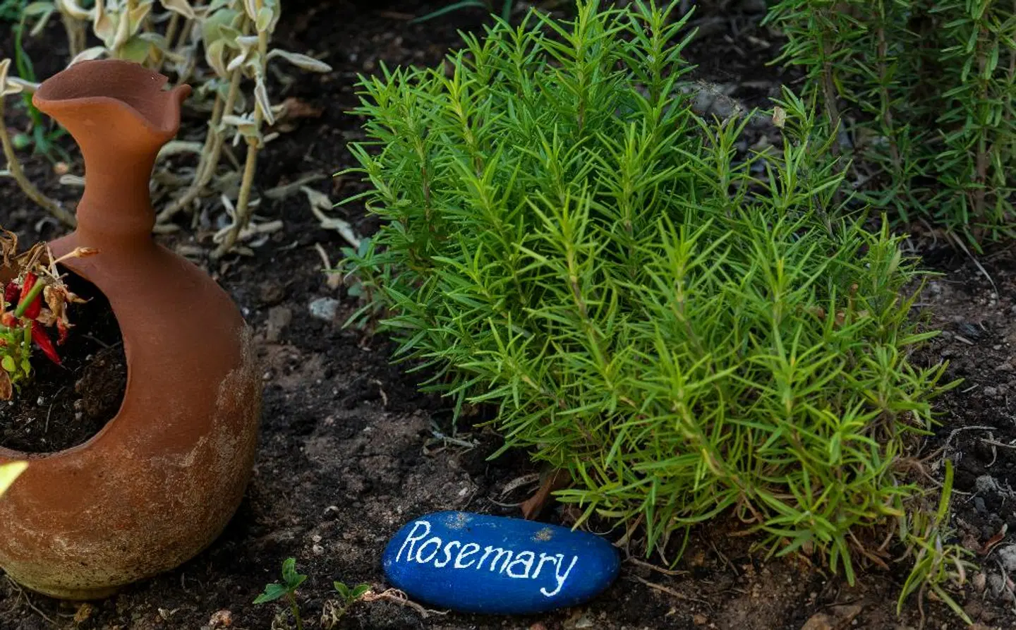 Villea Village LANDSCAPE