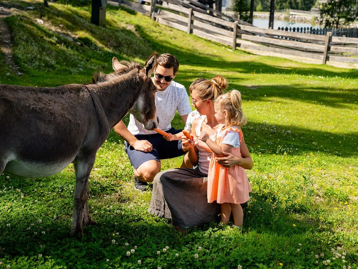 Almwelt Austria Tiere