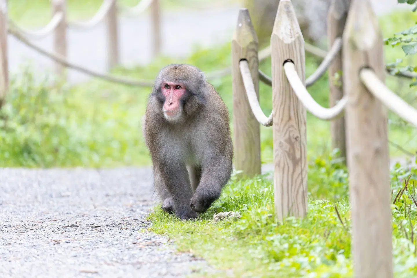 Feriendorf am Maltschacher See Tiere