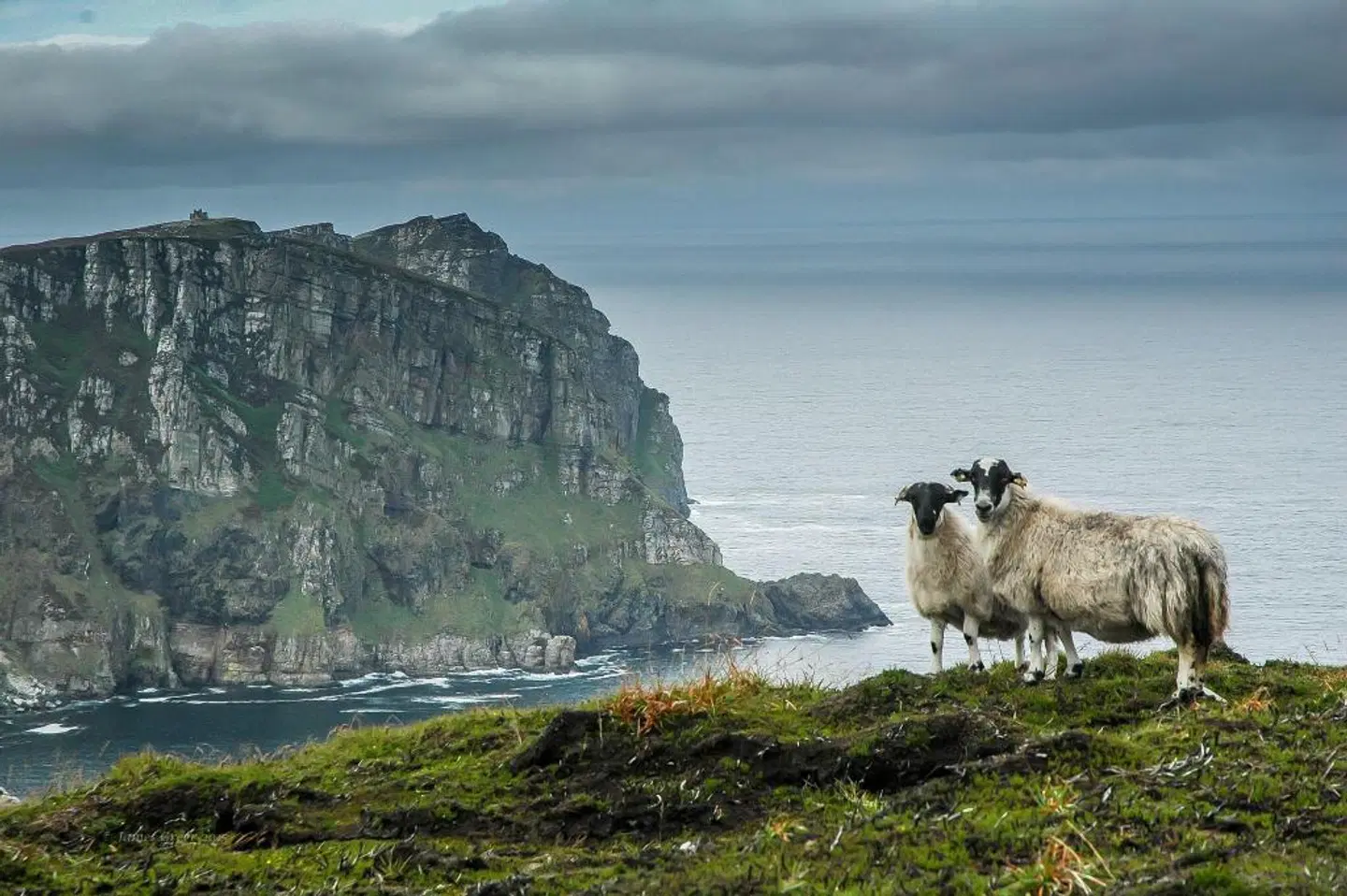 Arnolds Hotel & Riding Stables Tiere