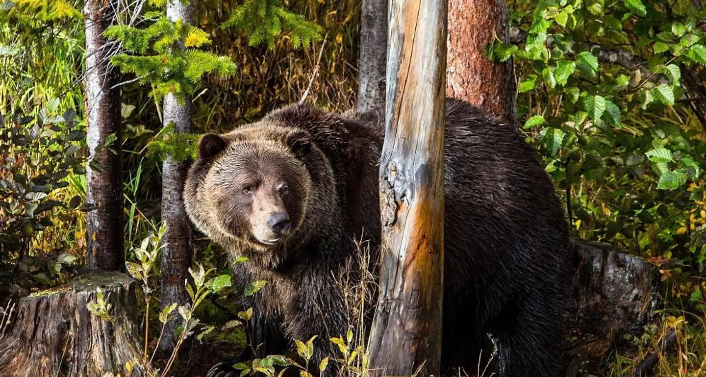 Glacier Mountaineer Lodge Tiere