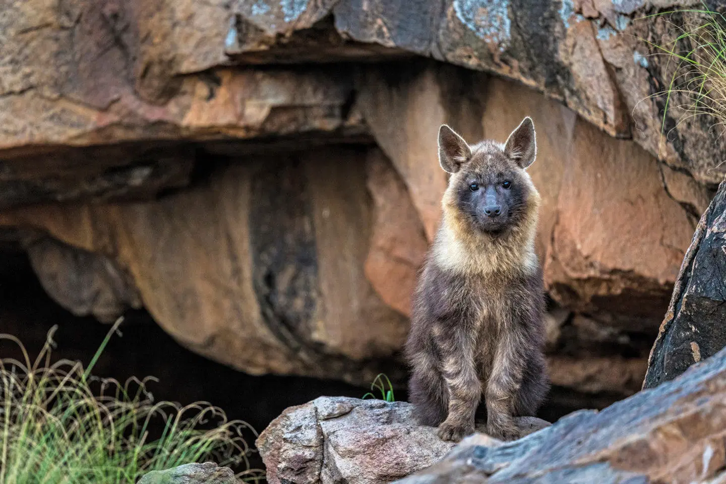 Tswalu Kalahari Reserve Tiere