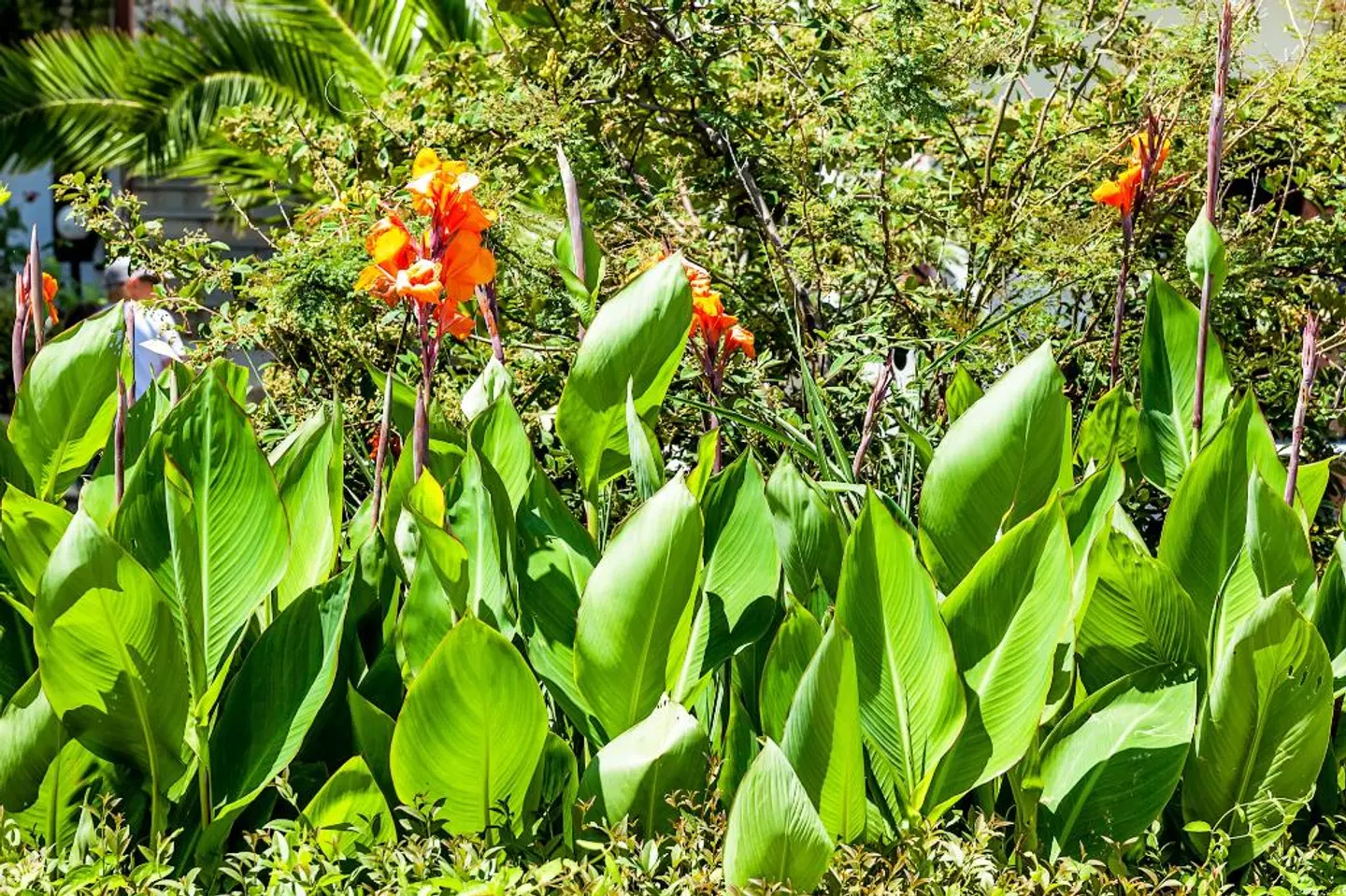 Xenios Dolphin Beach LANDSCAPE