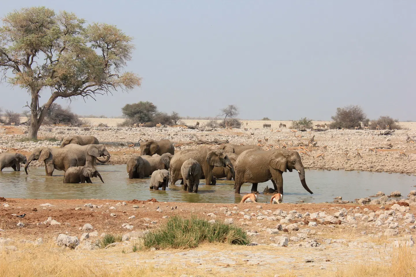 Etosha Oberland Lodge Tiere