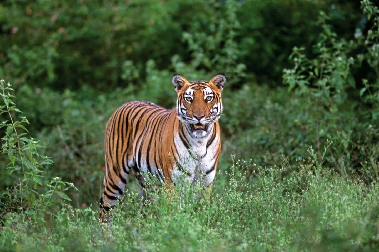 Indien für Liebhaber Tiere
