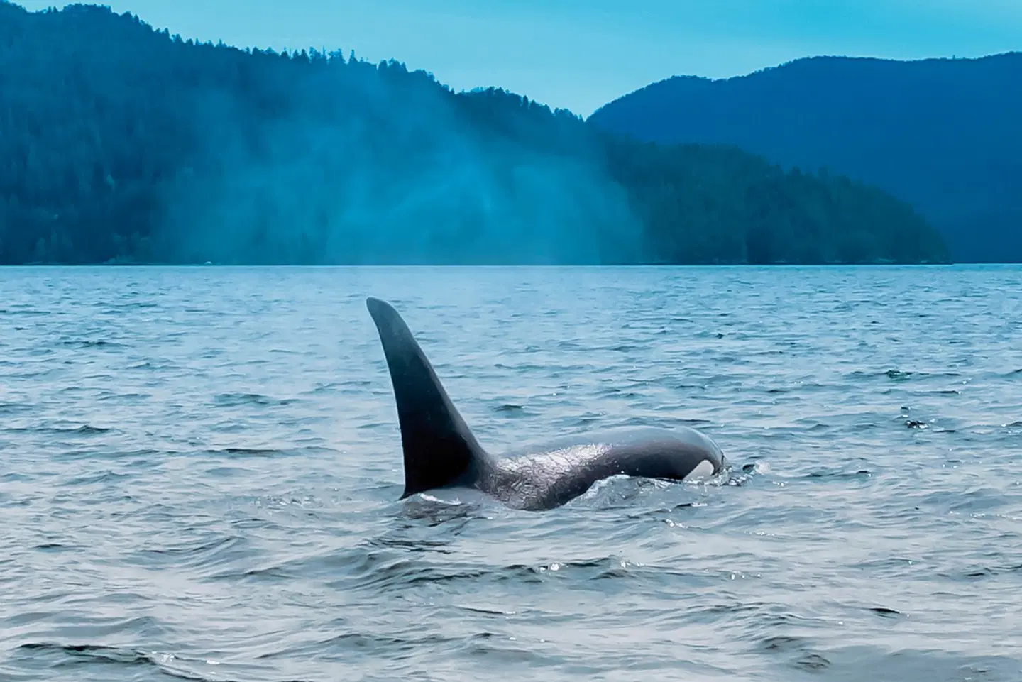 Bären, Wale & Vancouver Island Tiere