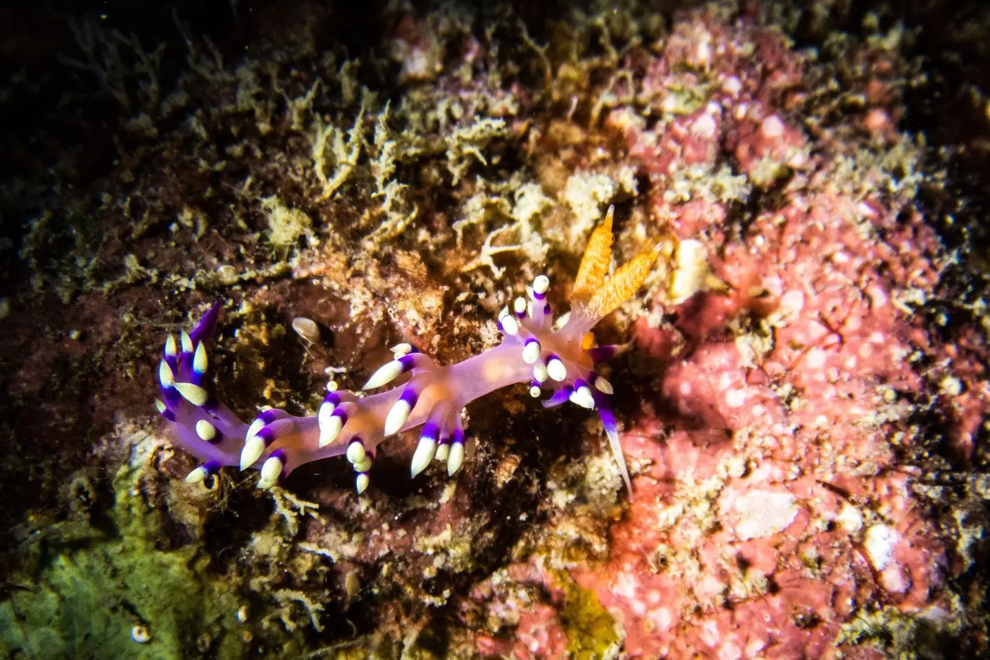 Perhentian Marriott Resort & Spa Tiere