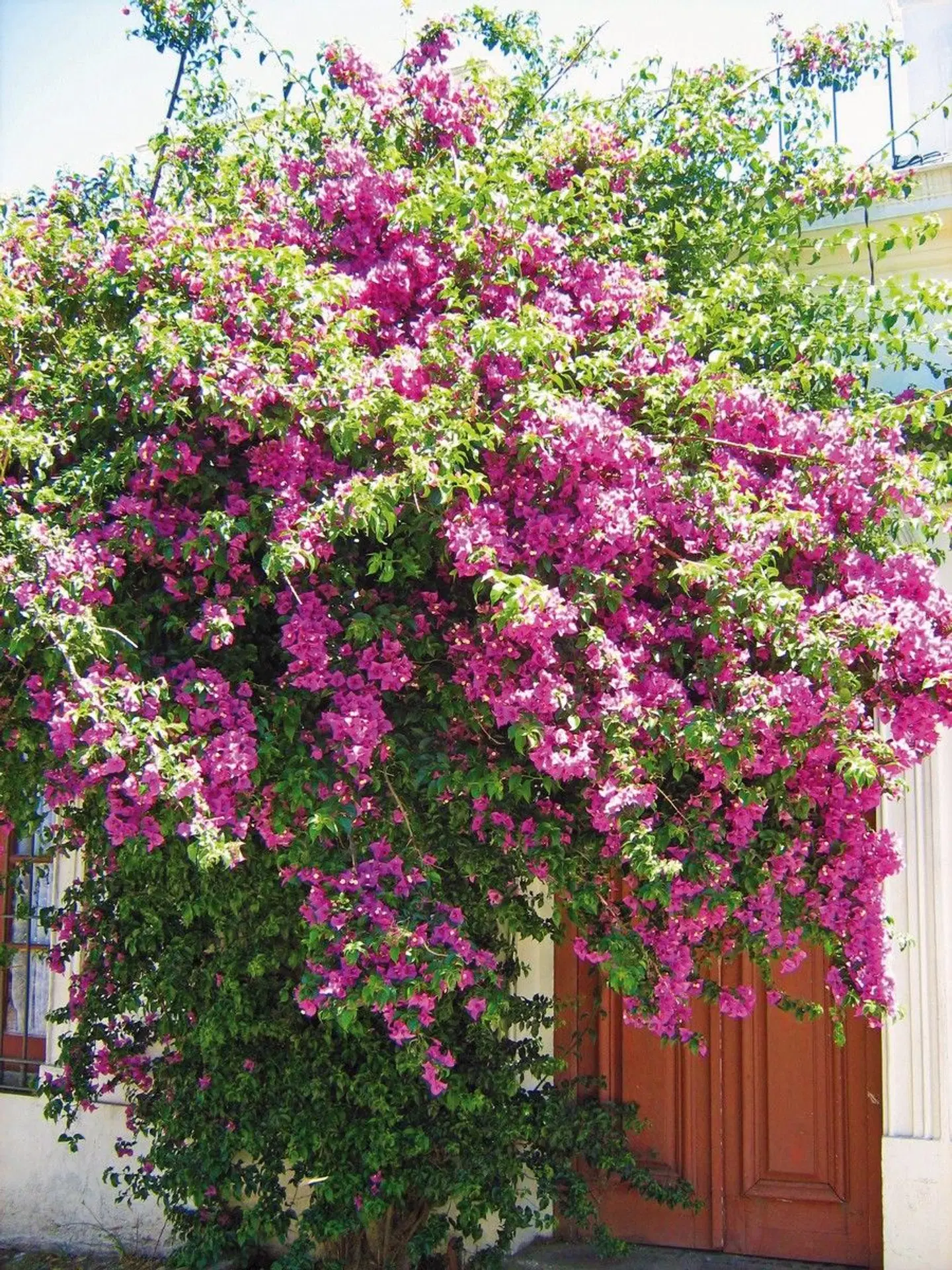 Unterwegs im Land der Gauchos Garten