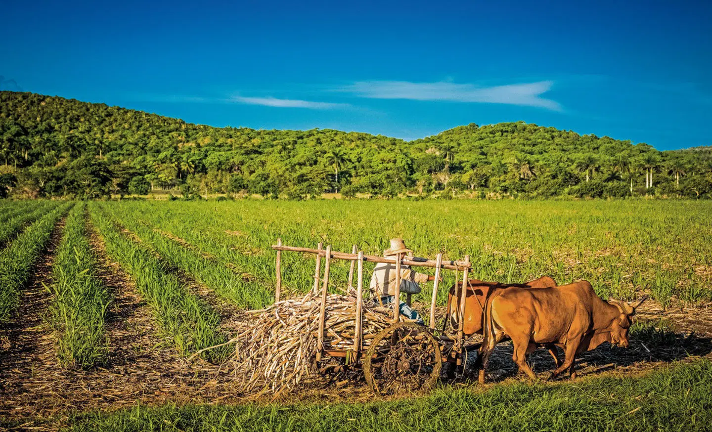 Zucker, Rum & Tradition Tiere