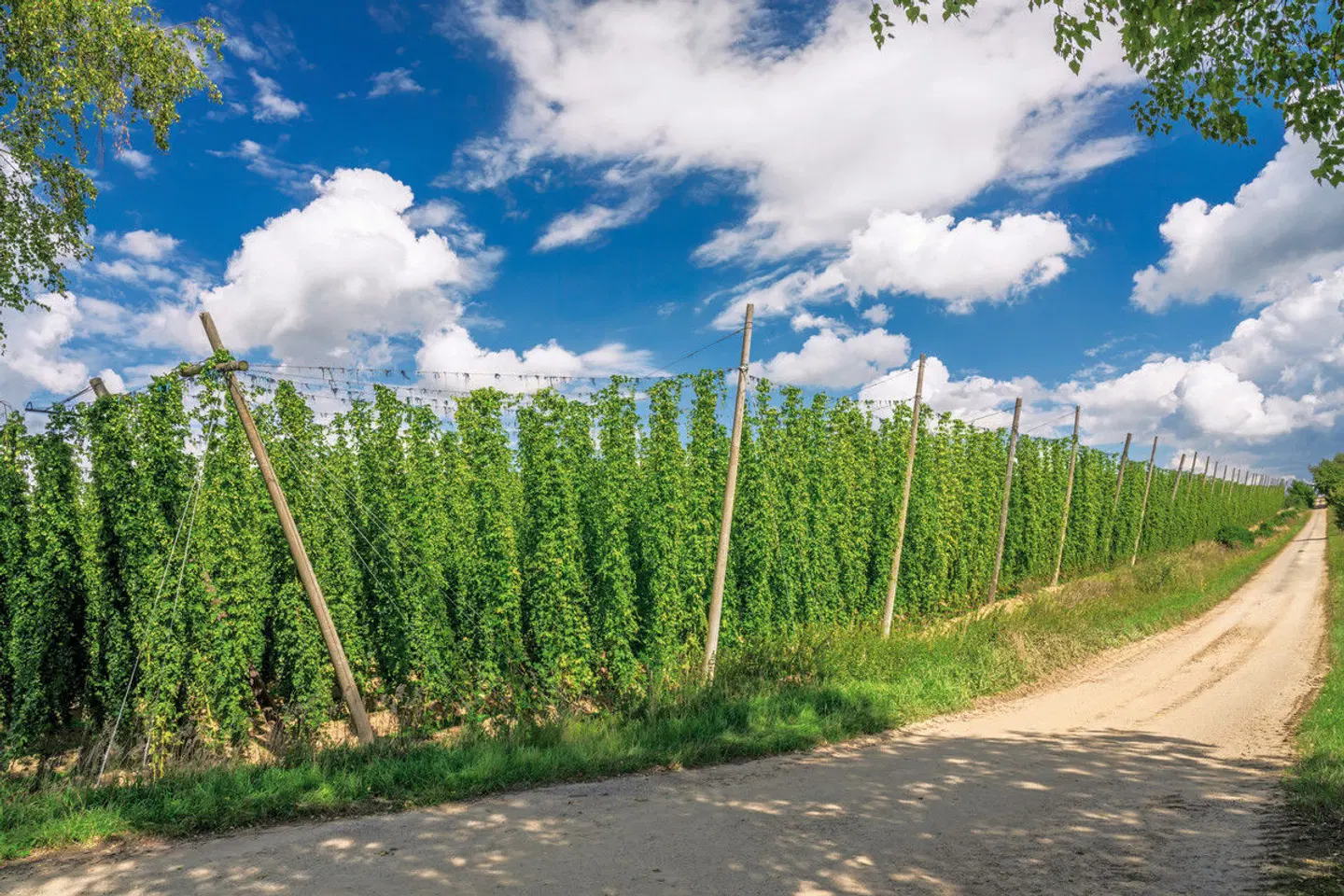 Radreise Hallertau LANDSCAPE