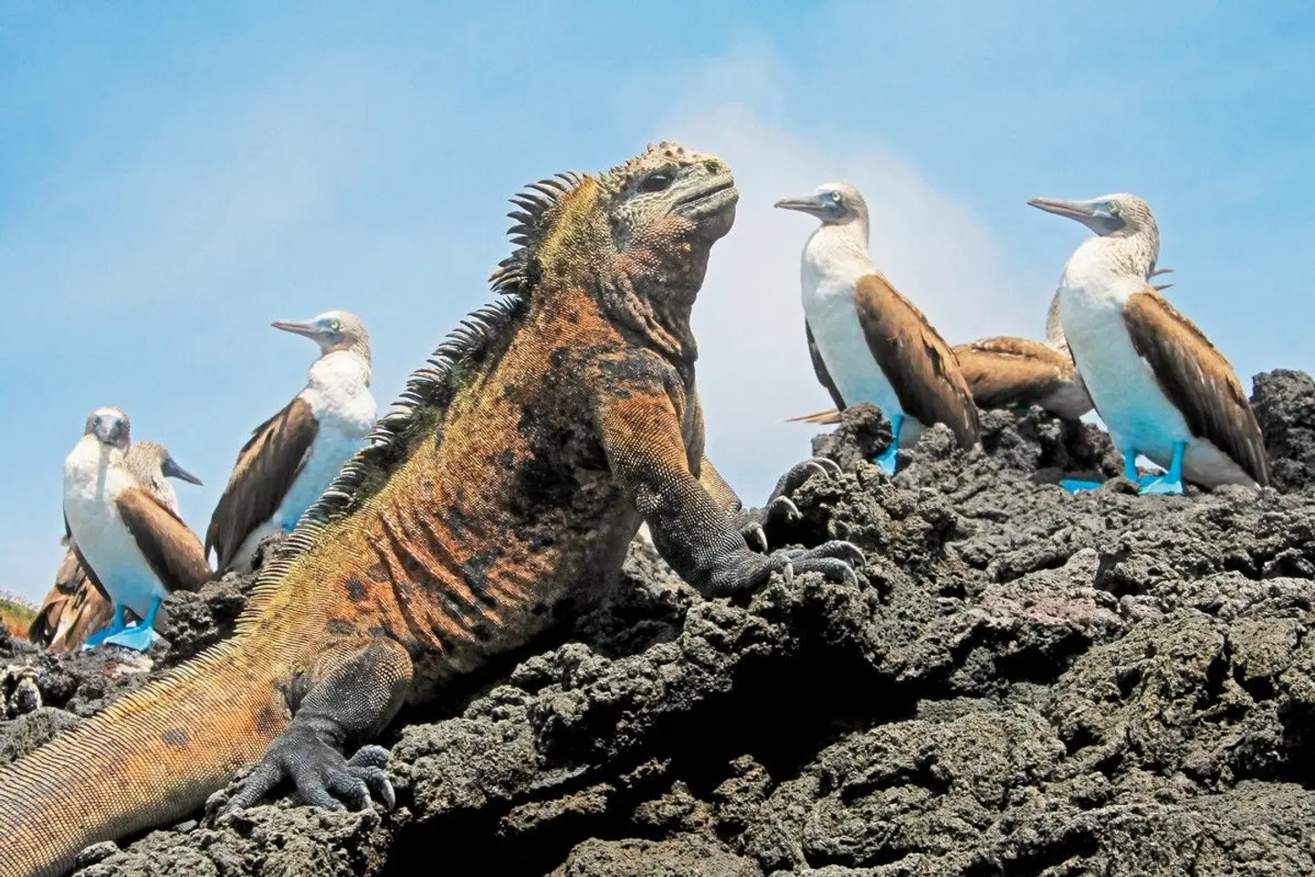 Inkazentren, Kolonialpracht & einzigartige Naturschauspiele Tiere