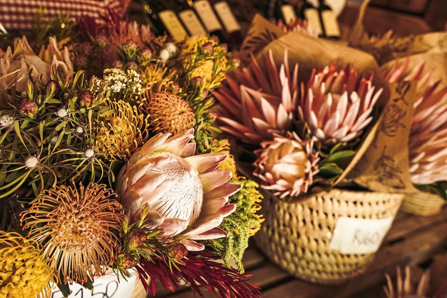 Kap Sinfonie - Kleingruppenreise Tiere