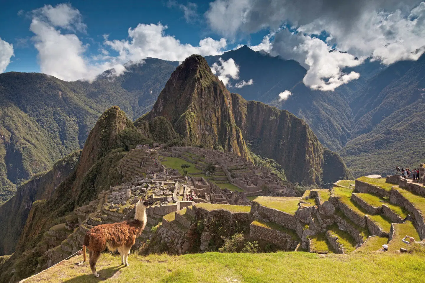Vielfalt Perus - Küste, Berge & Dschungel Tiere