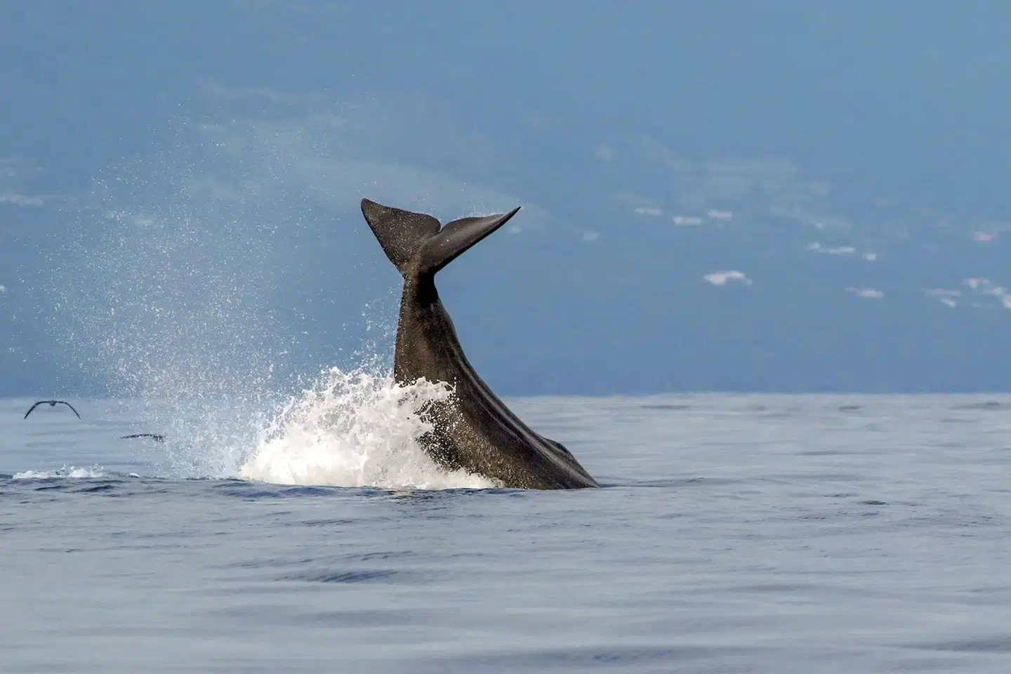 Ein Archipel für Entdecker (Autoreise) Tiere