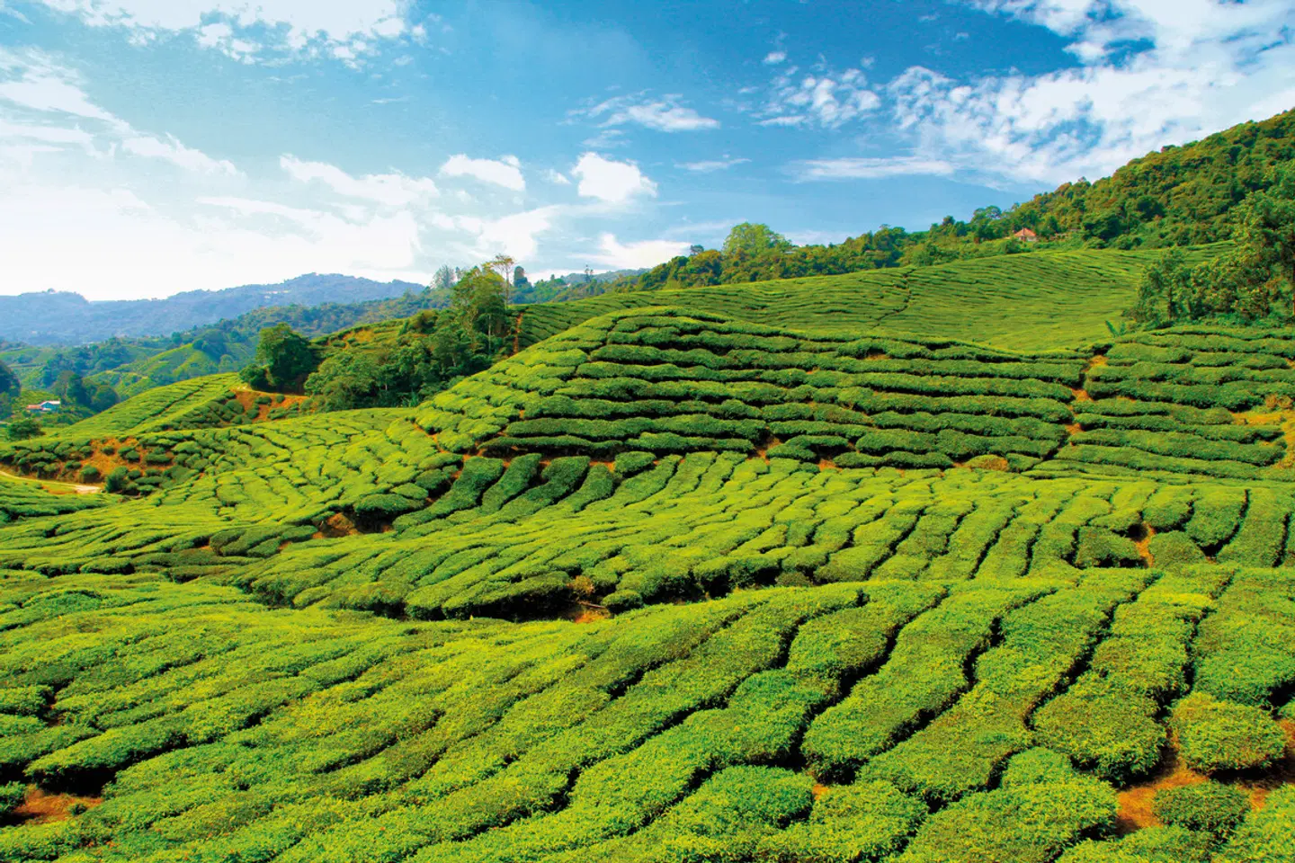Naturerlebnis Cameron Highlands (Superior-Variante, ab Kuala Lumpur/bis Penang) SPORTS_AND_LEISURE