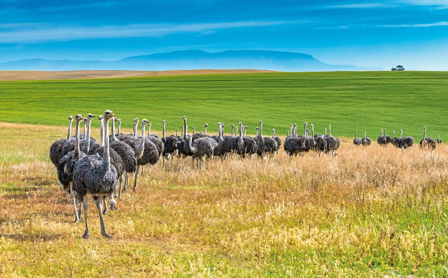 Facettenreiche Gartenroute (Gruppenreise) Tiere