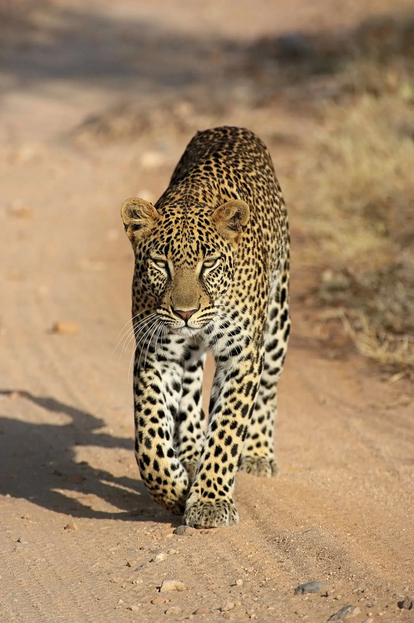 Abenteuer Kenia Tiere