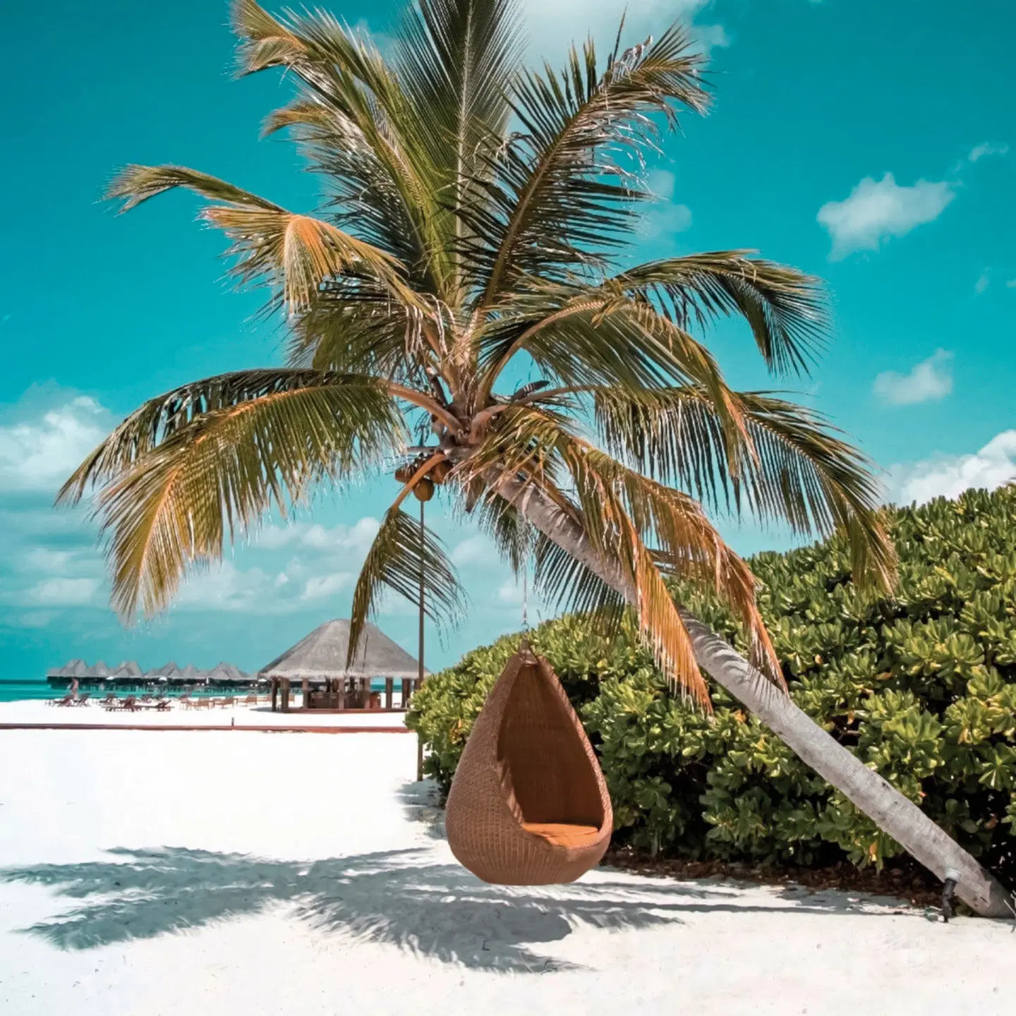 Coco Palm Dhuni Kolhu Tiere