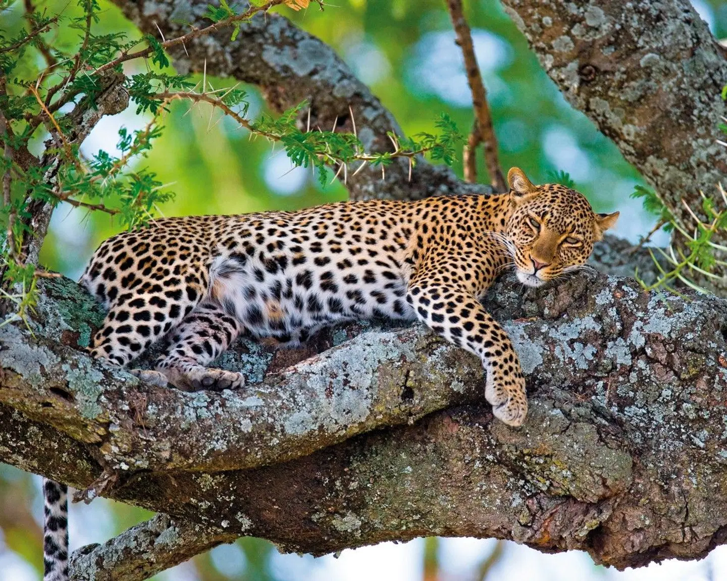 Die große Kenia Safari Tiere