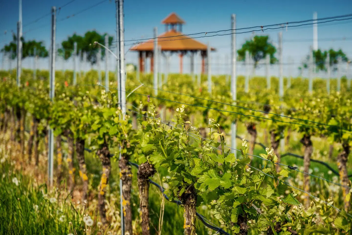 Best Western Plus Palatin Kongress Hotel Garten