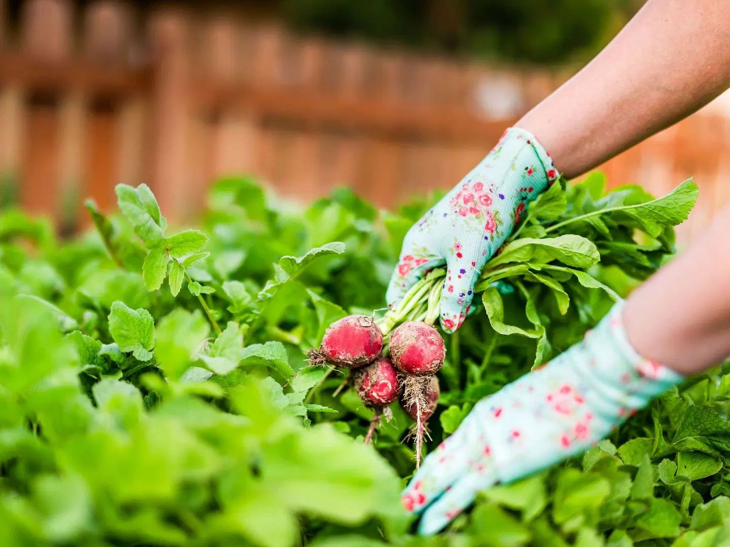 Mantra Parramatta LANDSCAPE