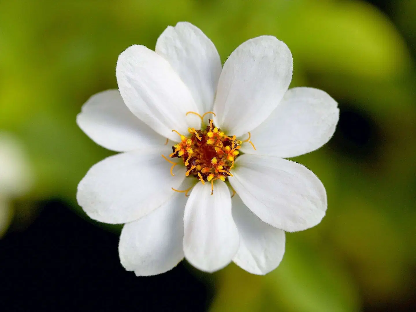 Mantra Parramatta LANDSCAPE