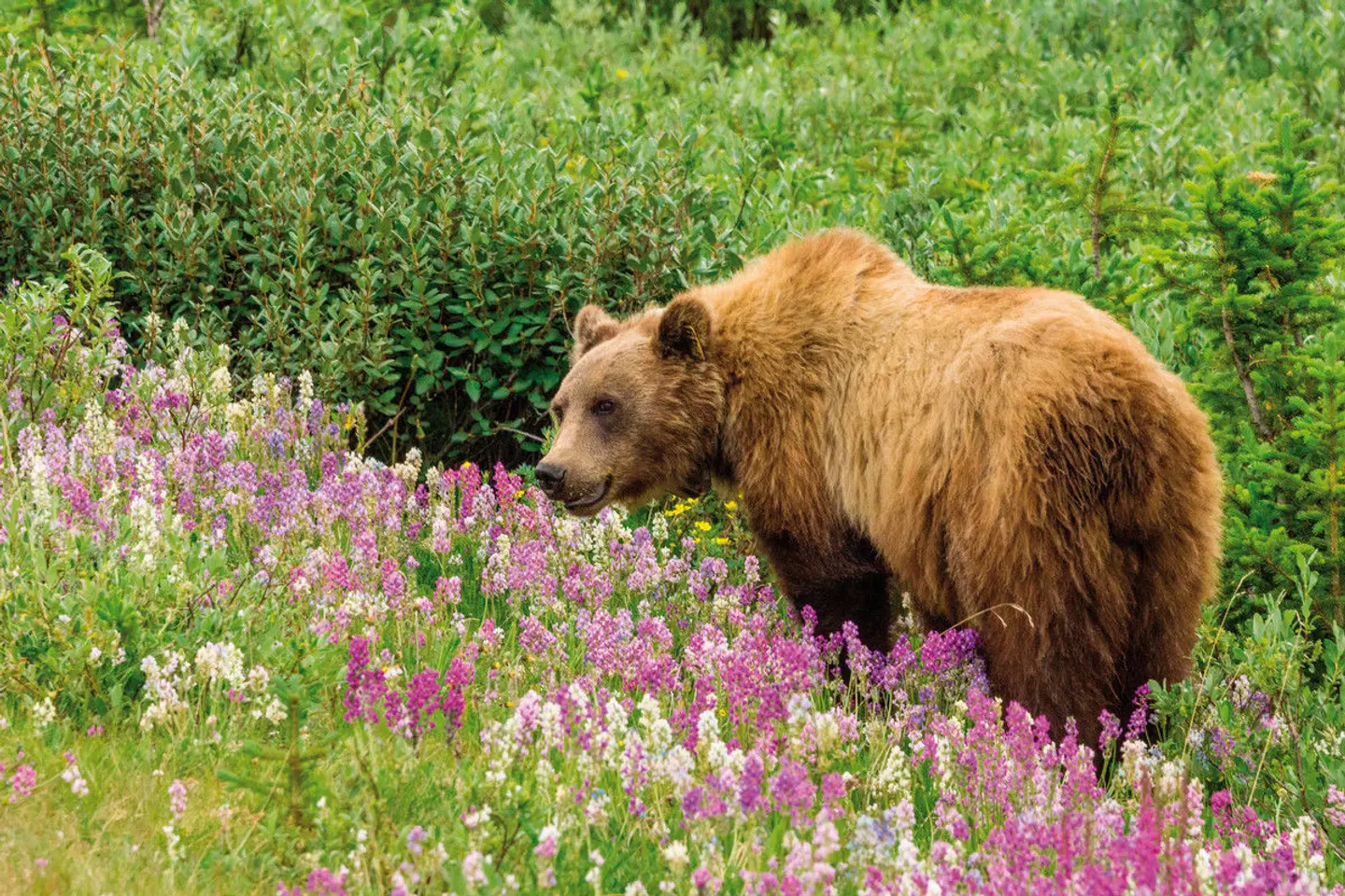 Kanada Rundreise Tiere