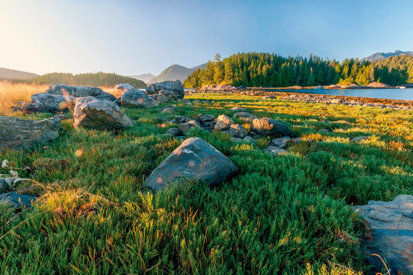 Vancouver Island Tiere