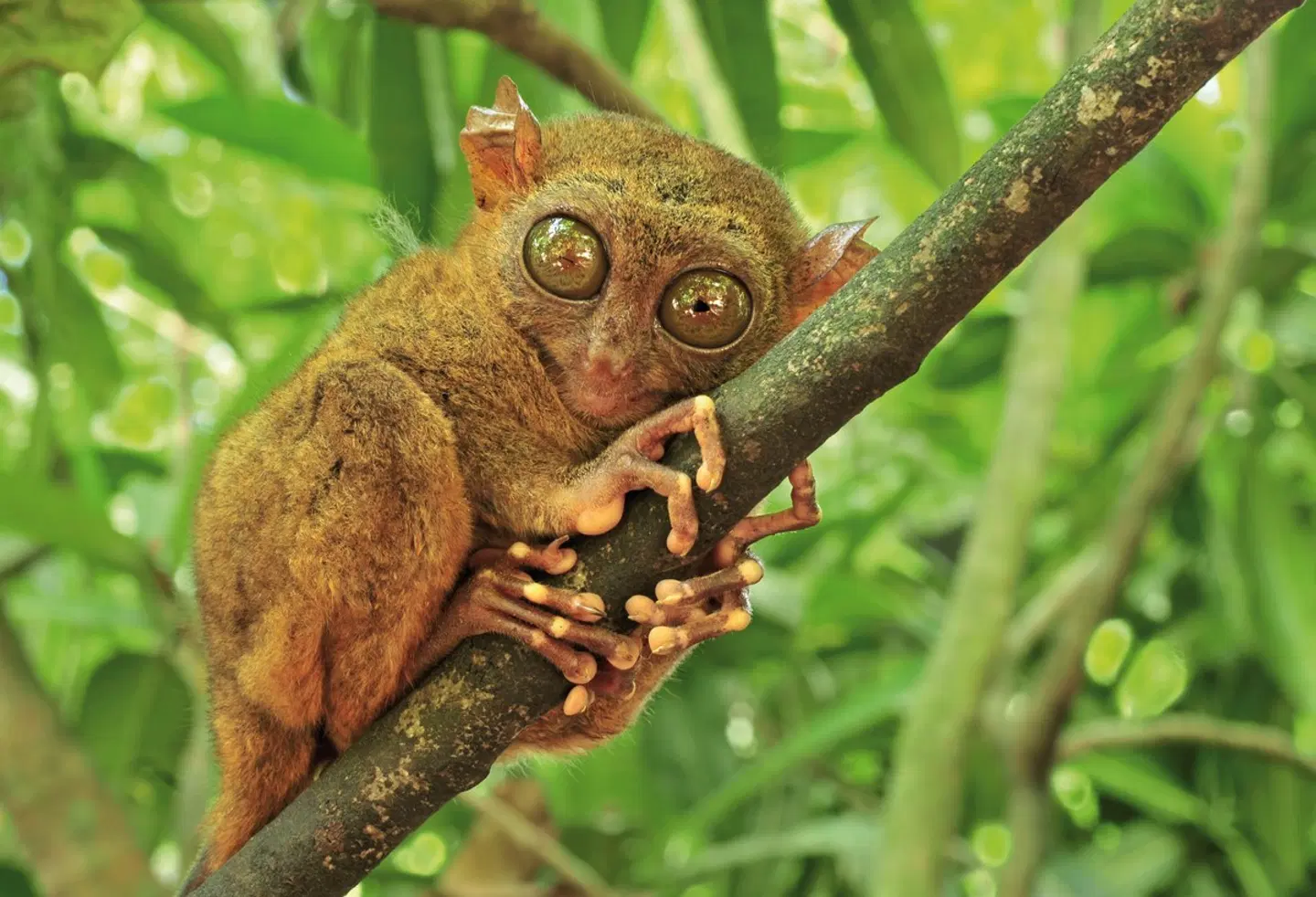 Philippinen hautnah - Tropenzauber und Inselträume Tiere