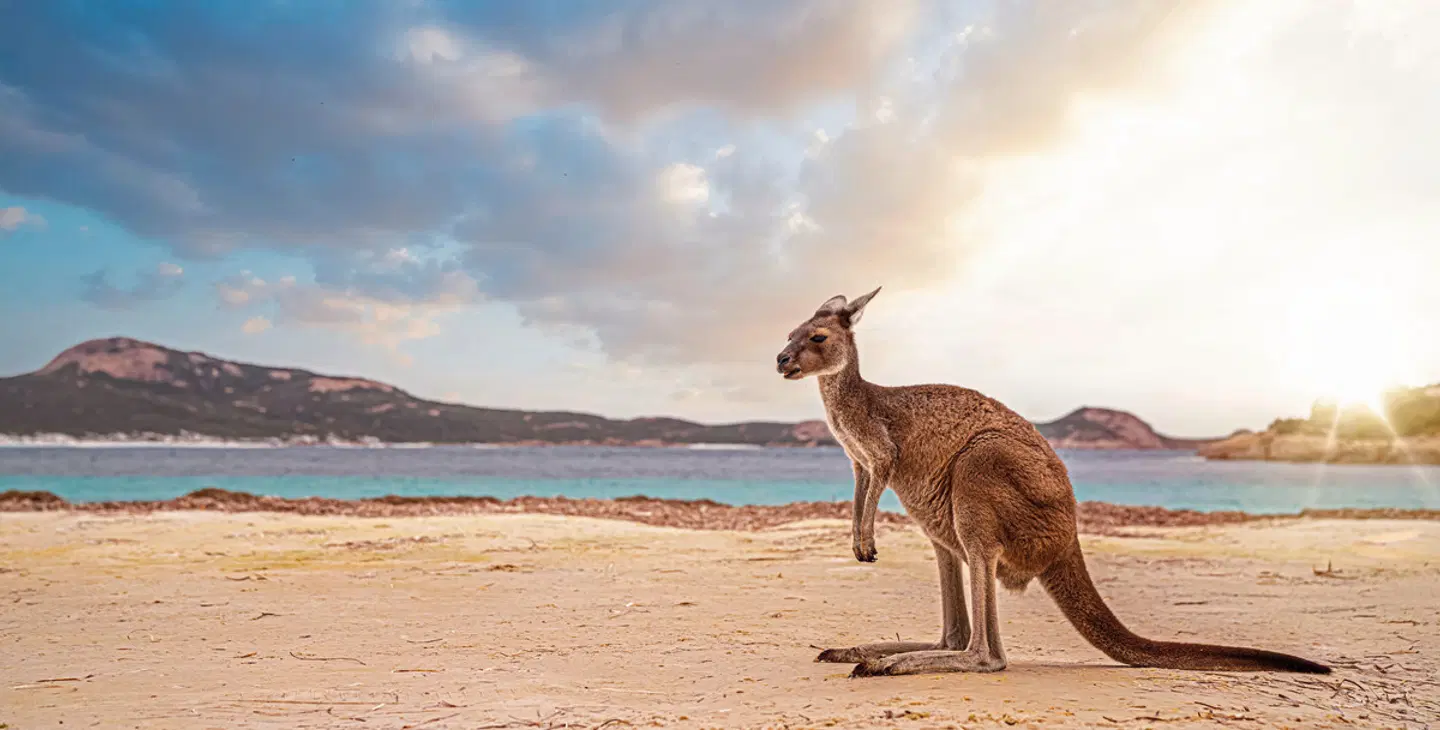 Faszination des Südens Tiere