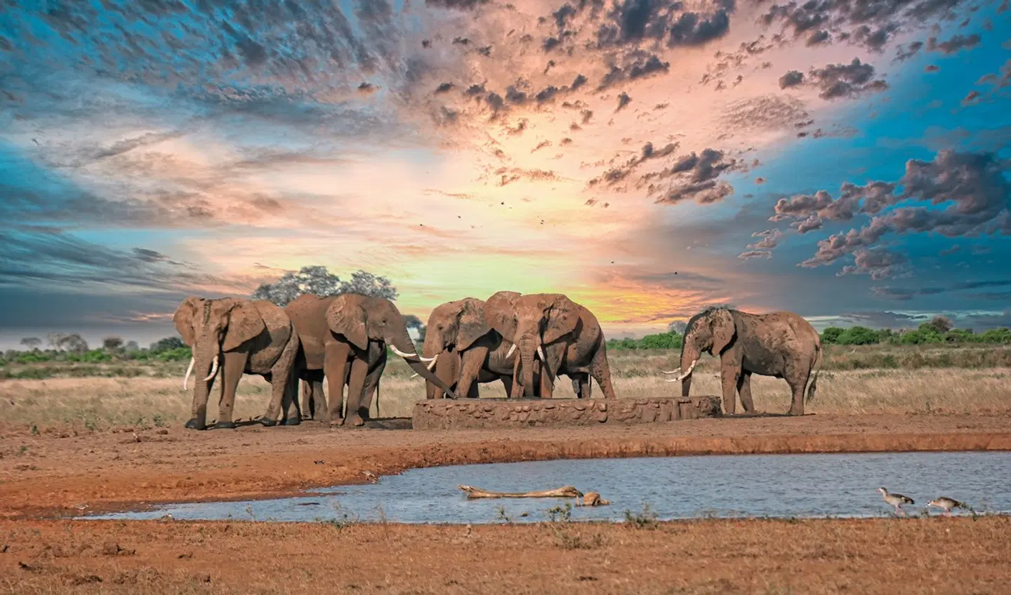 Kultur und Safari Tiere