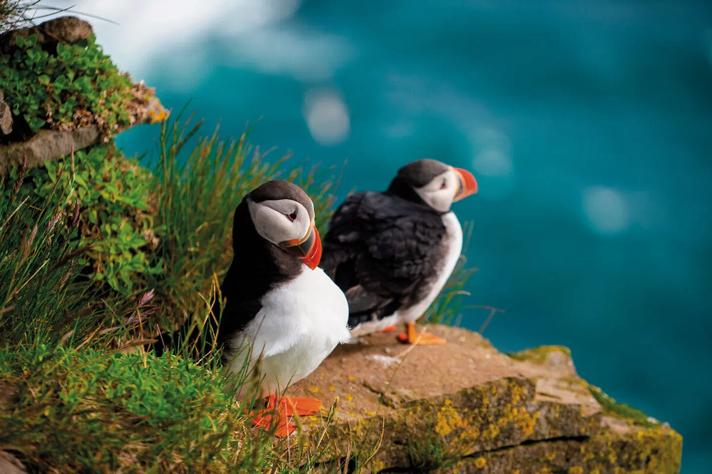 Highlands & Islands Tiere