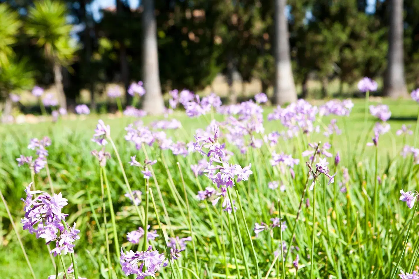 Finca Agroturismo S'Hort de Son Caulelles GARDEN