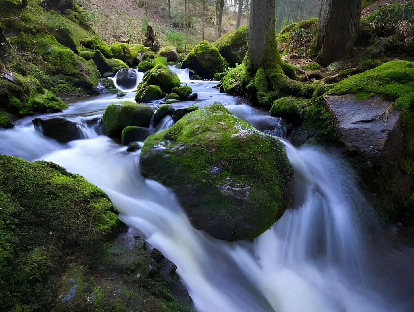 Appartements Waldrose LANDSCAPE
