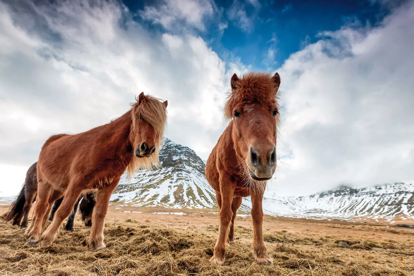 Familienspaß auf Farmen Tiere