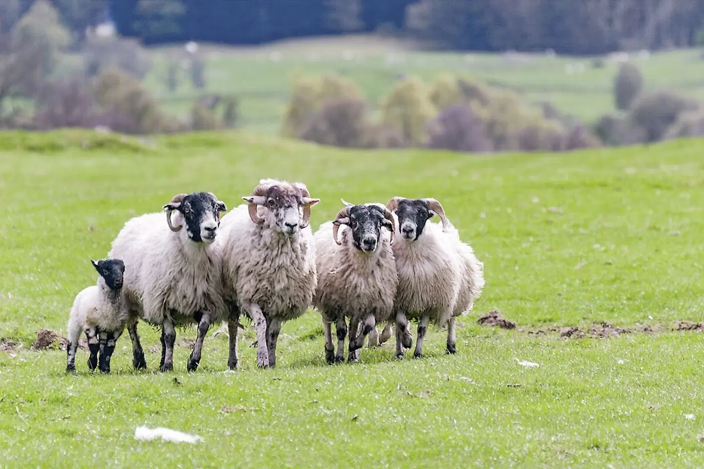 Familienerlebnistour Schottland Tiere