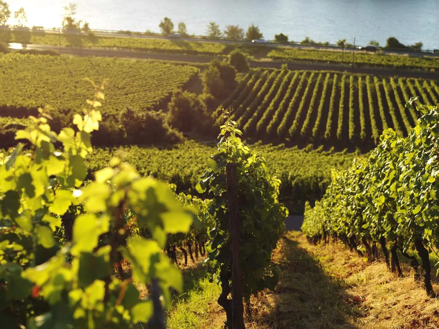 Rheinhotel Nierstein LANDSCAPE