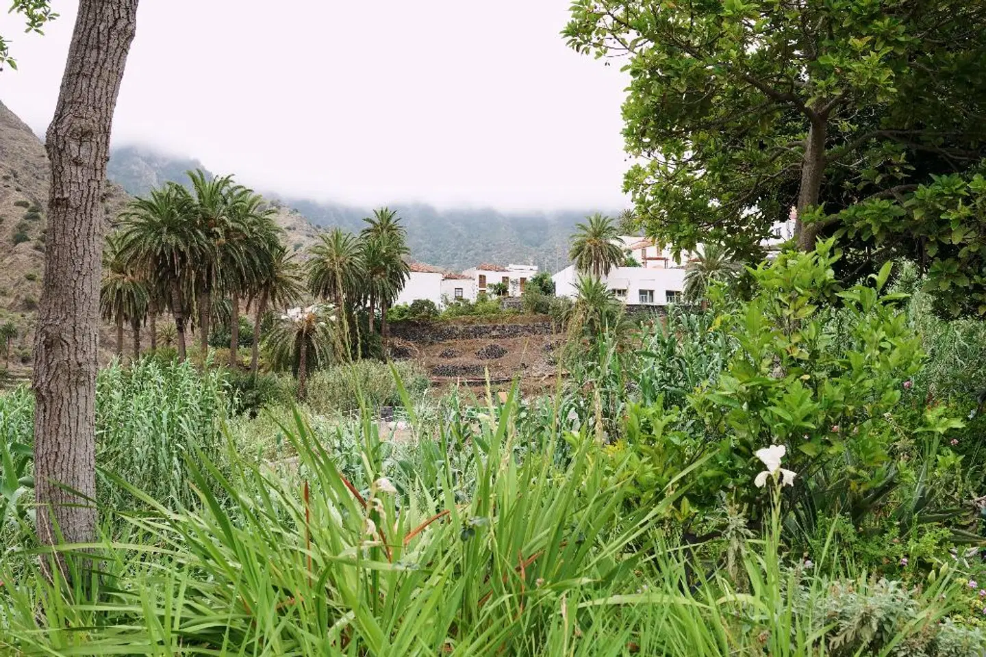 Finca Piñero Garten